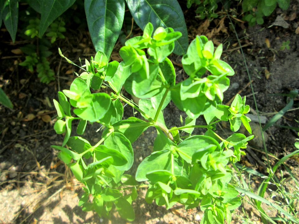 Garten-Wolfsmilch (Euphorbia peplus) in Hockenheim