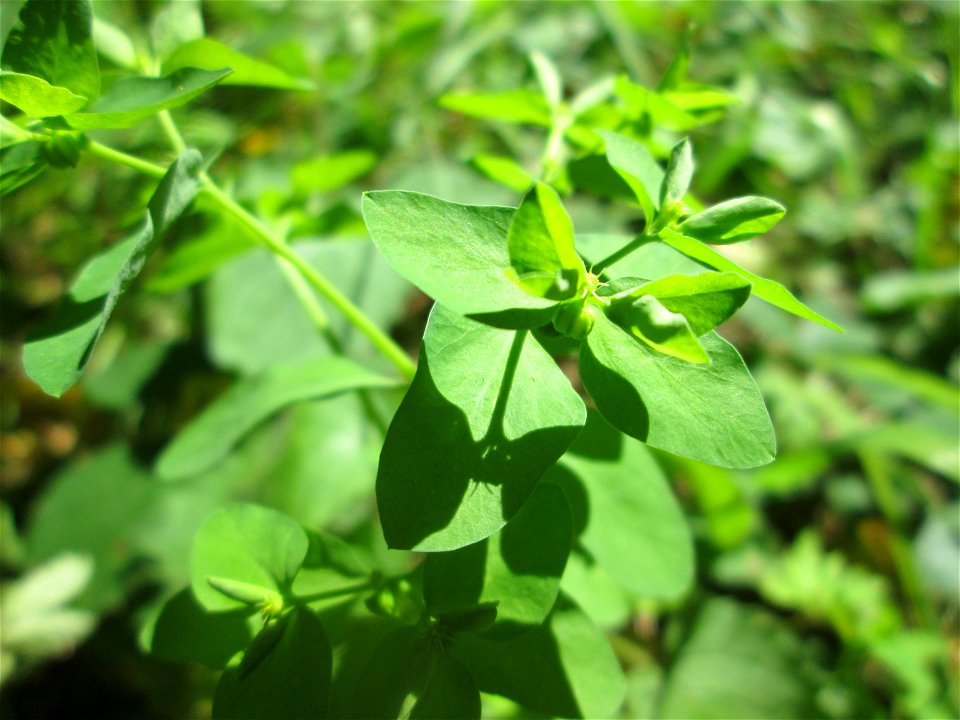 Garten-Wolfsmilch (Euphorbia peplus) am Hauptfriedhof Saarbrücken