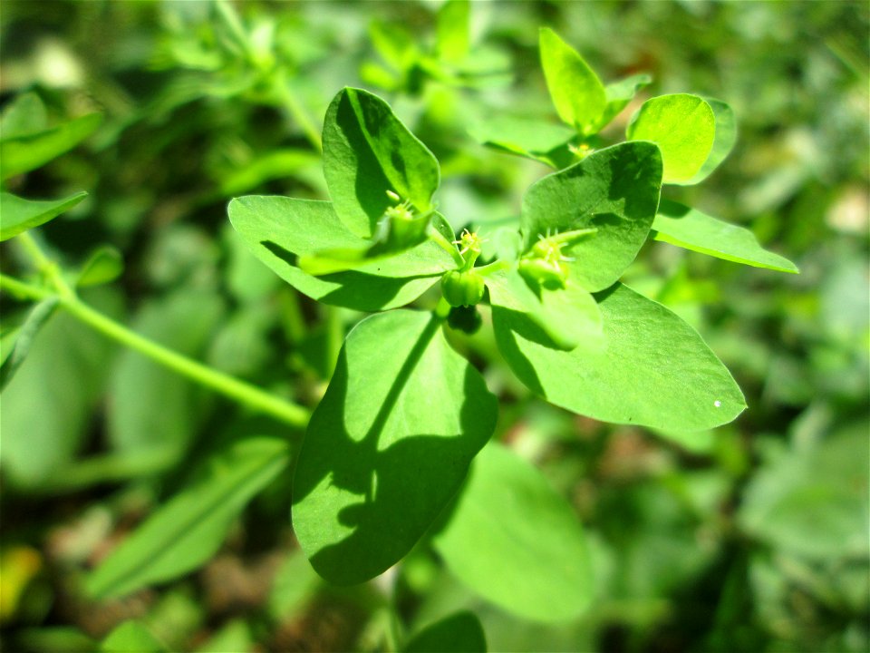 Garten-Wolfsmilch (Euphorbia peplus) am Hauptfriedhof Saarbrücken
