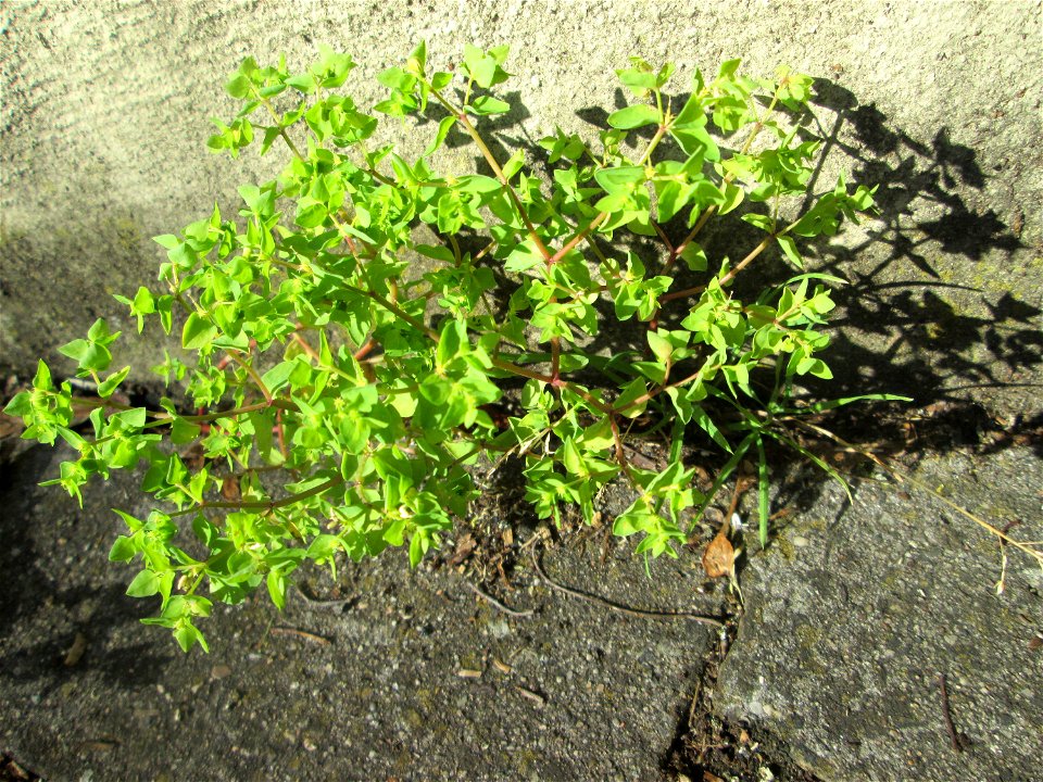 Garten-Wolfsmilch (Euphorbia peplus) in Saarbrücken