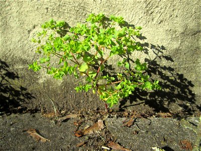 Garten-Wolfsmilch (Euphorbia peplus) in Saarbrücken