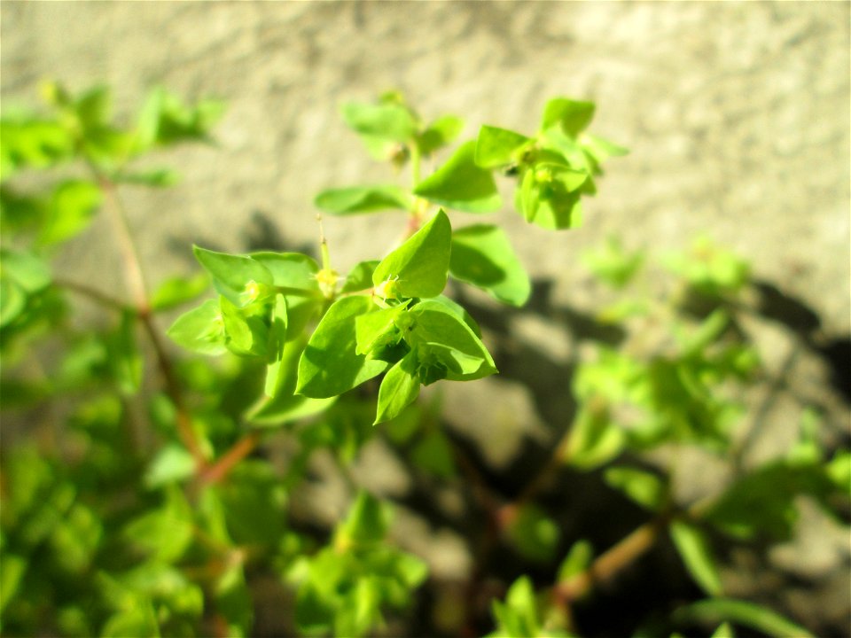 Garten-Wolfsmilch (Euphorbia peplus) in Saarbrücken