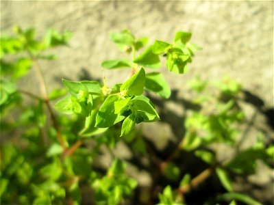 Garten-Wolfsmilch (Euphorbia peplus) in Saarbrücken