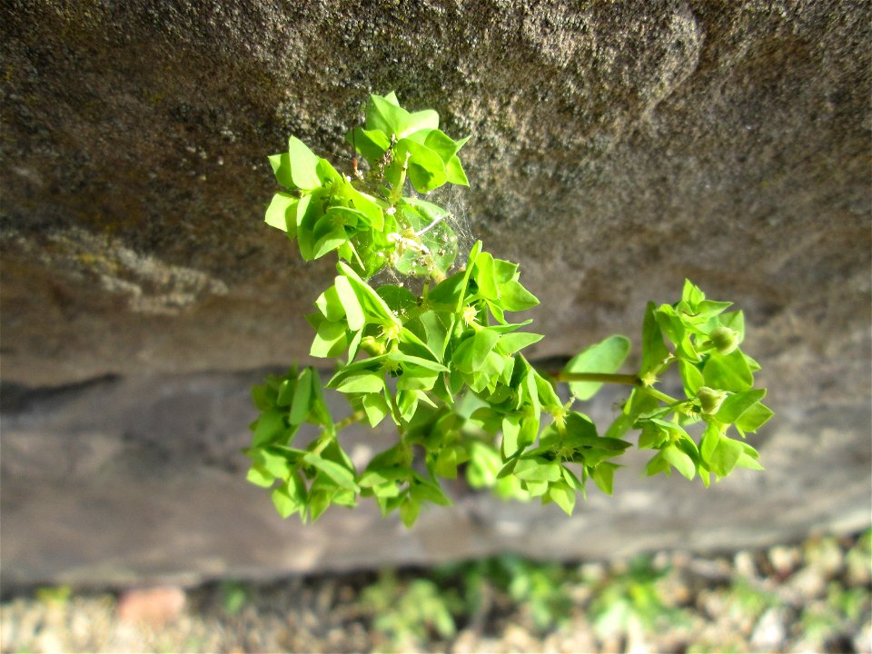 Garten-Wolfsmilch (Euphorbia peplus) an der Saar in Saarbrücken