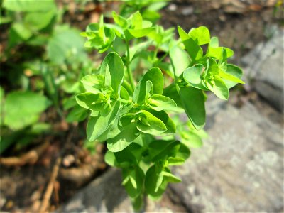 Garten-Wolfsmilch (Euphorbia peplus) im Bürgerpark Saarbrücken