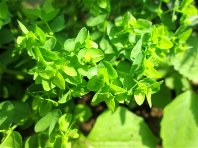 Garten-Wolfsmilch (Euphorbia peplus) im Bürgerpark Saarbrücken