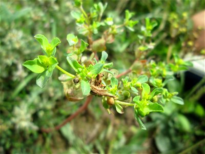 Sonnwend-Wolfsmilch (Euphorbia helioscopia) bei Kennfus