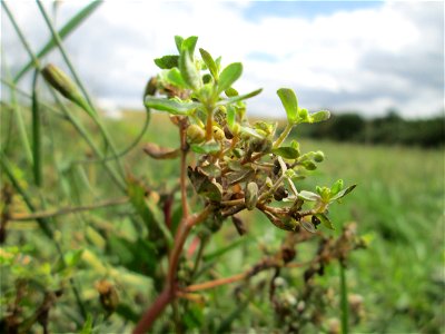 Sonnwend-Wolfsmilch (Euphorbia helioscopia) bei Kennfus