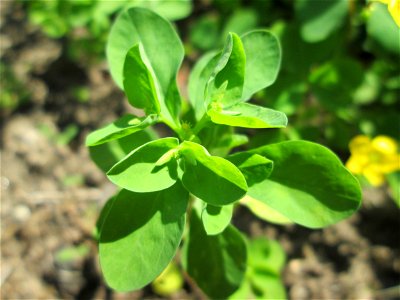 Garten-Wolfsmilch (Euphorbia peplus) in Alt-Saarbrücken
