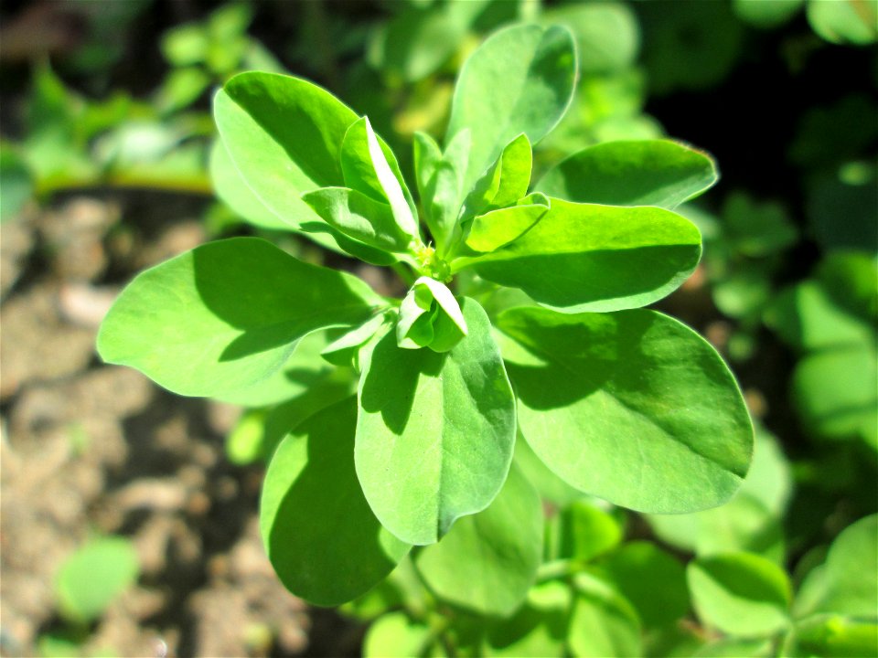 Garten-Wolfsmilch (Euphorbia peplus) in Alt-Saarbrücken