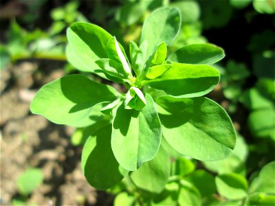 Garten-Wolfsmilch (Euphorbia peplus) in Alt-Saarbrücken