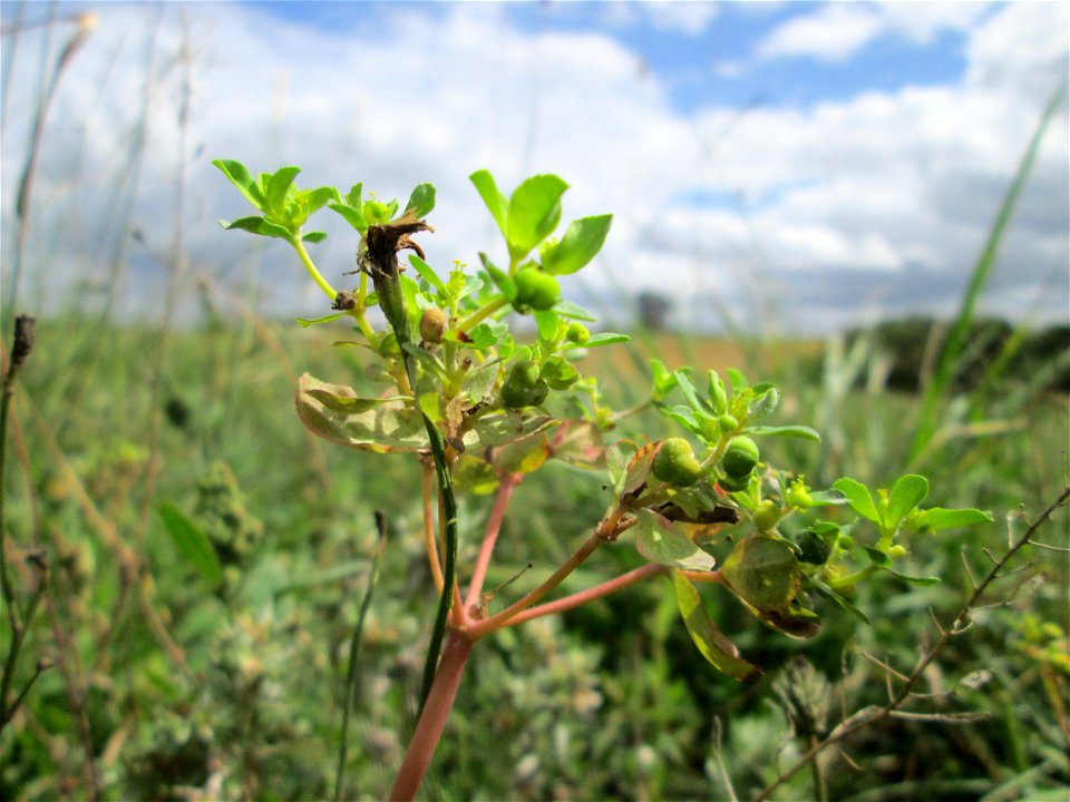 Sonnwend-Wolfsmilch (Euphorbia helioscopia) bei Kennfus