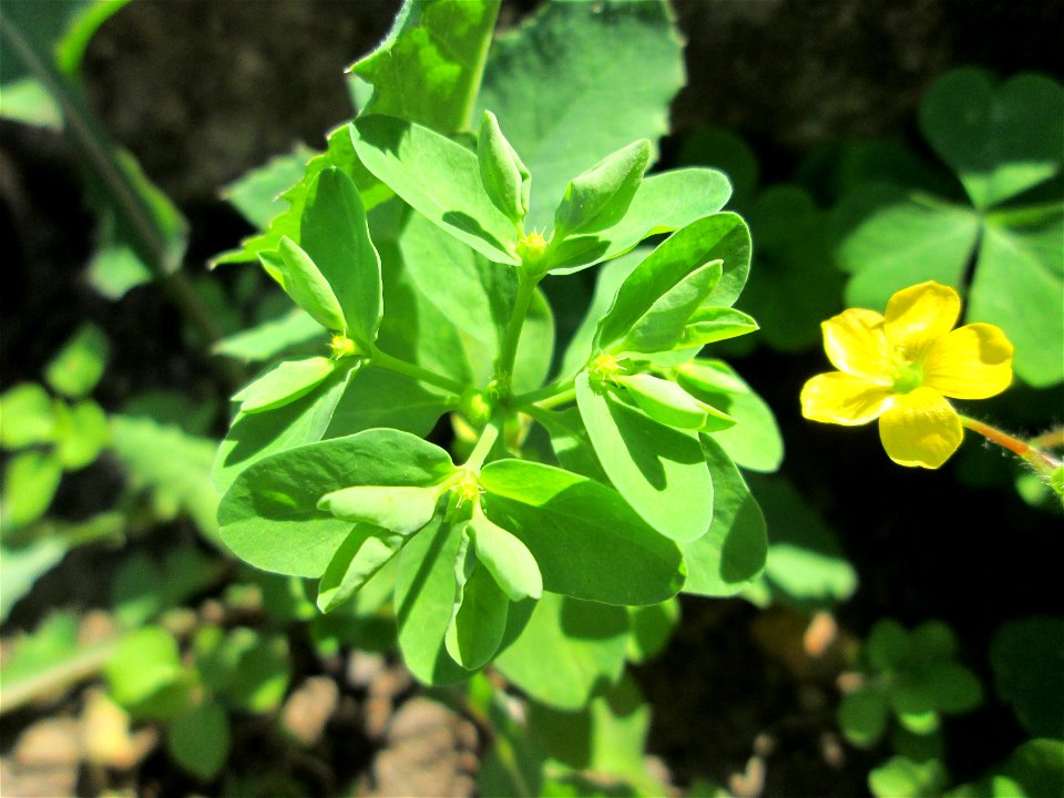Garten-Wolfsmilch (Euphorbia peplus) nebst Aufrechtem Sauerklee (Oxalis stricta) in Alt-Saarbrücken