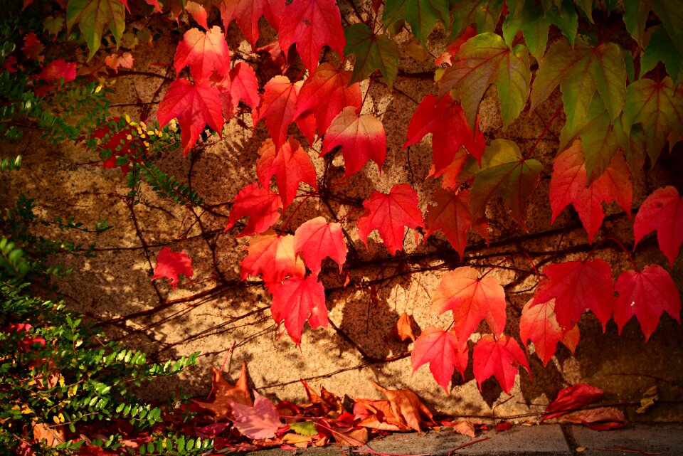 Leaves foliage autumn colors photo