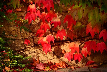 Leaves foliage autumn colors photo