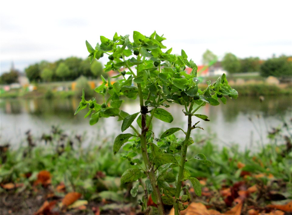 Garten-Wolfsmilch (Euphorbia peplus) an der Güdinger Schleuse