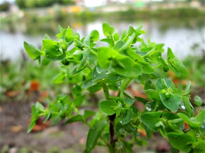 Garten-Wolfsmilch (Euphorbia peplus) an der Güdinger Schleuse