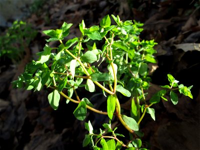 Garten-Wolfsmilch (Euphorbia peplus) an der Saar in Sankt Arnual