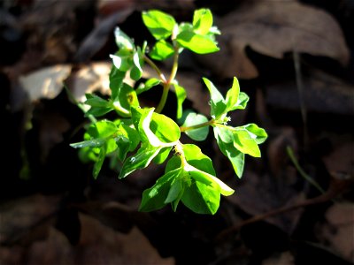 Garten-Wolfsmilch (Euphorbia peplus) an der Saar in Sankt Arnual