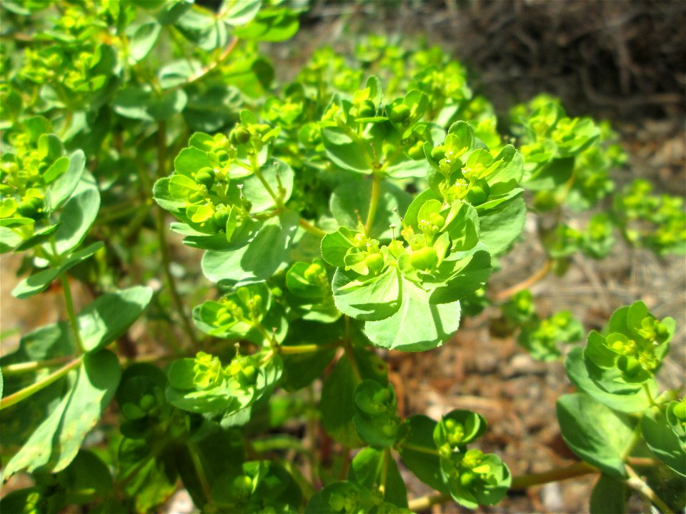 Sonnwend-Wolfsmilch (Euphorbia helioscopia) auf einem Parkplatz in Brebach