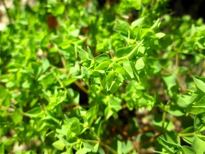 Garten-Wolfsmilch (Euphorbia peplus) im Bürgerpark Saarbrücken