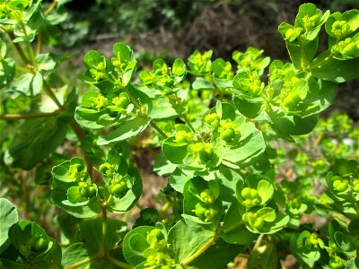 Sonnwend-Wolfsmilch (Euphorbia helioscopia) auf einem Parkplatz in Brebach