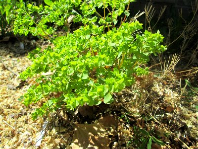 Garten-Wolfsmilch (Euphorbia peplus) im Bürgerpark Saarbrücken