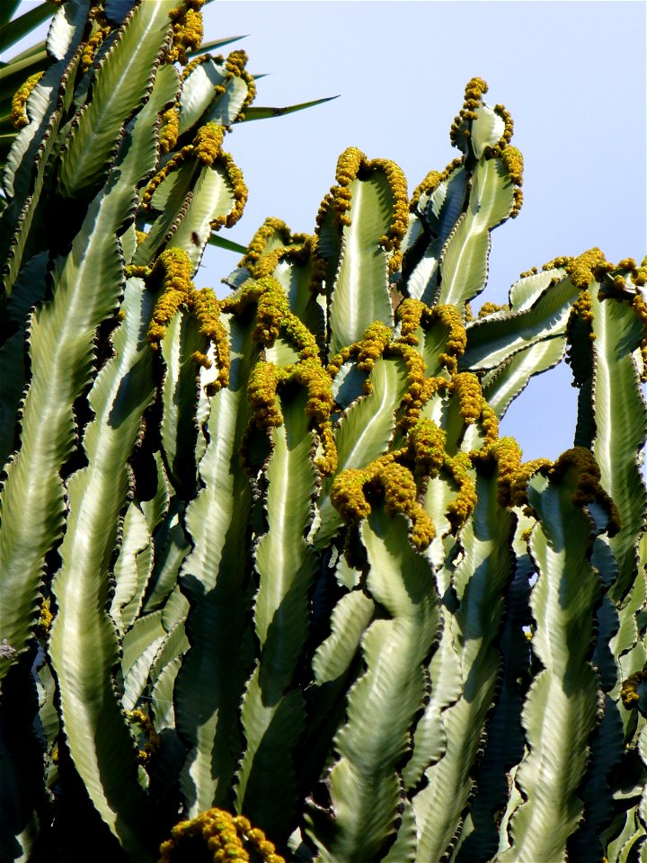 Euphorbia ingens, Jardin exotique de Monaco