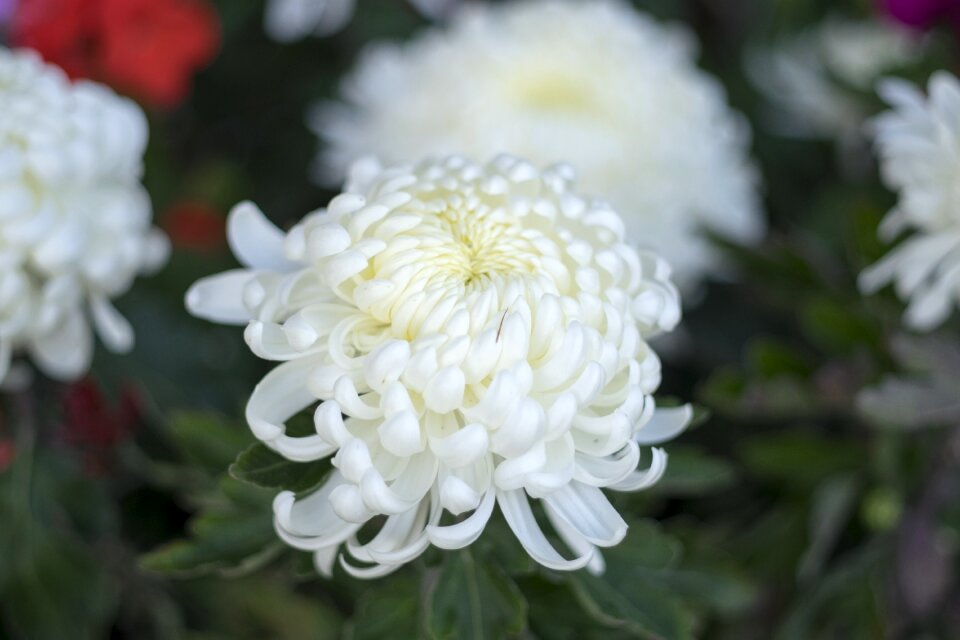 Chrysanthemum in the fall plant