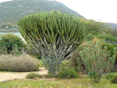 Candelabra tree Worcester Cape photo