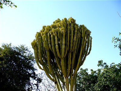 Common tree euphorbia carrying fruit