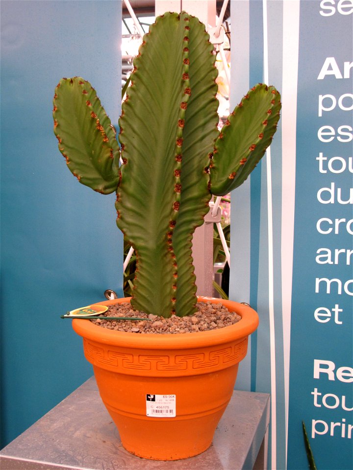 Euphorbia ingens sold 69,90 Euros in a garden centre. Identified by its commercial botanic label.
