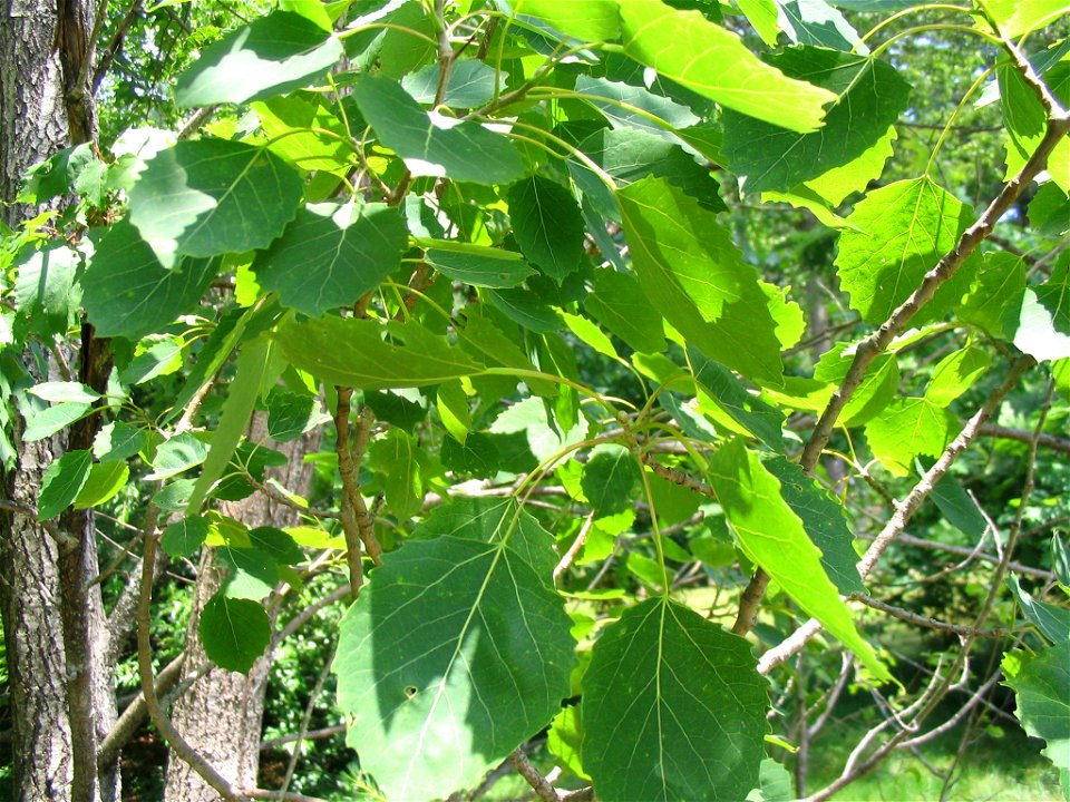 Leaves of Bigtooth Aspen (Populus grandidentata)