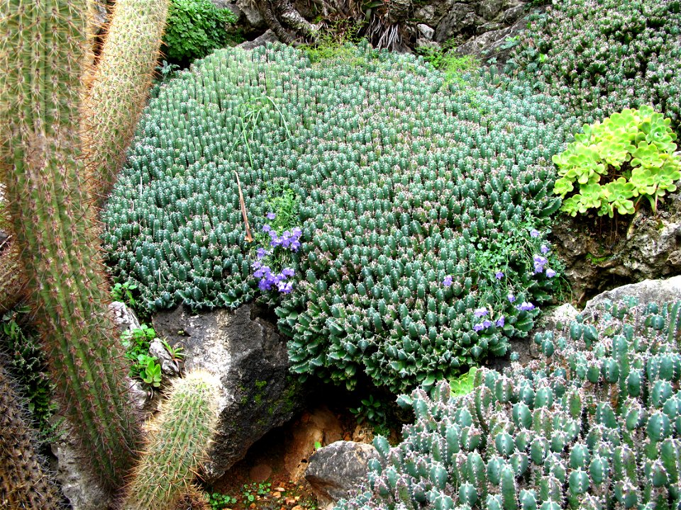 Euphorbia resinifera in the exotic garden of Monaco.