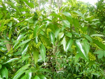 Aven's Nature Farm Artemio G. Veneracion President of ARaMP, Inc. in Barangays Santa Barbara, 14°56'21"N 120°53'25"E Baliuag, Bulacan, Bulacan (Note: Judge Florentino Floro, the owner, to repeat, Dono