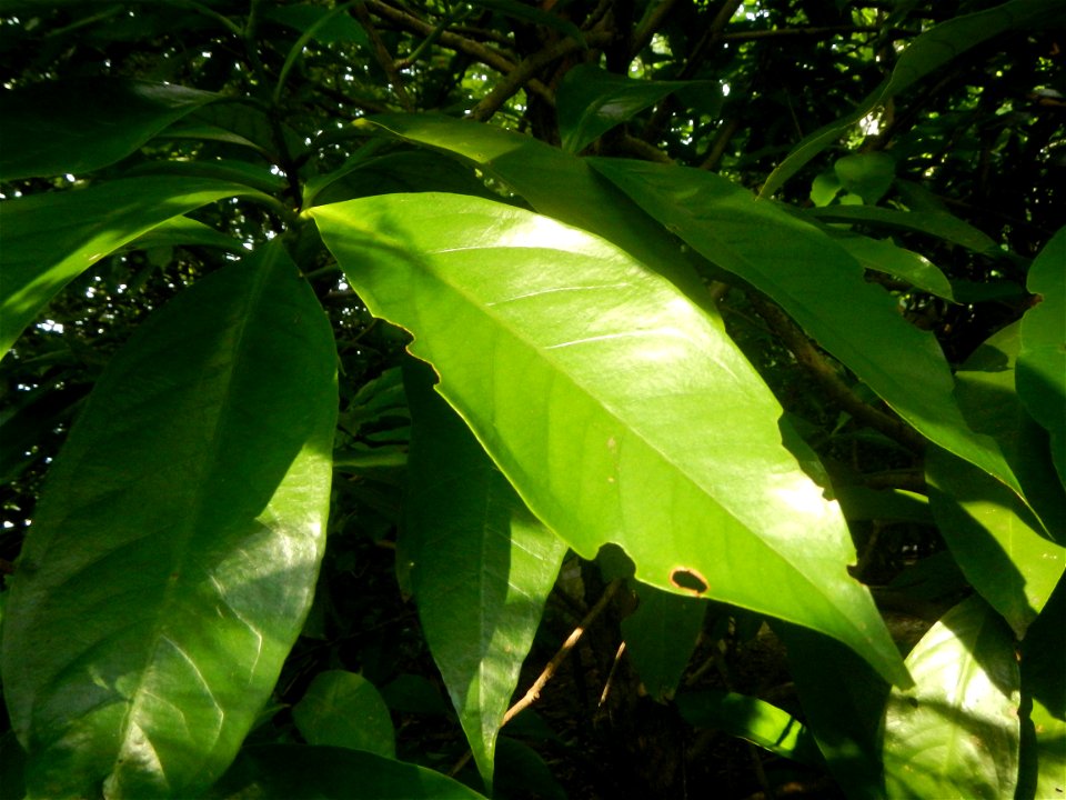 Aven's Nature Farm Artemio G. Veneracion President of ARaMP, Inc. in Barangays Santa Barbara, 14°56'21"N 120°53'25"E Baliuag, Bulacan, Bulacan (Note: Judge Florentino Floro, the owner, to repeat, Dono