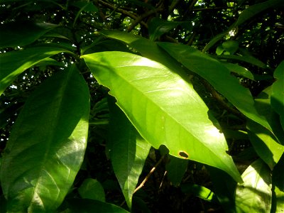 Aven's Nature Farm Artemio G. Veneracion President of ARaMP, Inc. in Barangays Santa Barbara, 14°56'21"N 120°53'25"E Baliuag, Bulacan, Bulacan (Note: Judge Florentino Floro, the owner, to repeat, Dono