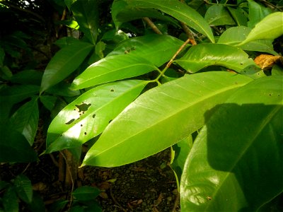 Aven's Nature Farm Artemio G. Veneracion President of ARaMP, Inc. in Barangays Santa Barbara, 14°56'21"N 120°53'25"E Baliuag, Bulacan, Bulacan (Note: Judge Florentino Floro, the owner, to repeat, Dono
