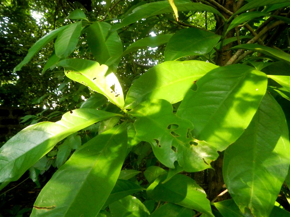 Aven's Nature Farm Artemio G. Veneracion President of ARaMP, Inc. in Barangays Santa Barbara, 14°56'21"N 120°53'25"E Baliuag, Bulacan, Bulacan (Note: Judge Florentino Floro, the owner, to repeat, Dono