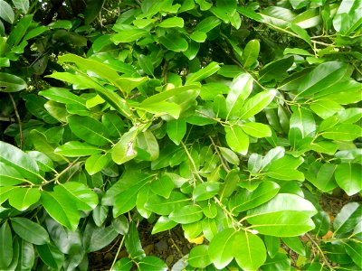 Aven Nature Farm Artemio G. Veneracion President of ARaMP, Inc. in Barangay Santa Barbara, 14°56'21"N 120°53'25"E Baliuag, Bulacan, Bulacan (Note: Judge Florentino Floro, the owner, to repeat, Donor F