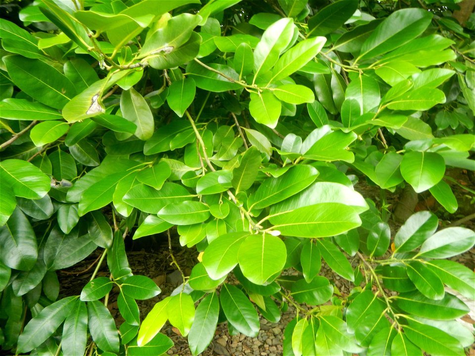 Aven Nature Farm Artemio G. Veneracion President of ARaMP, Inc. in Barangay Santa Barbara, 14°56'21"N 120°53'25"E Baliuag, Bulacan, Bulacan (Note: Judge Florentino Floro, the owner, to repeat, Donor F