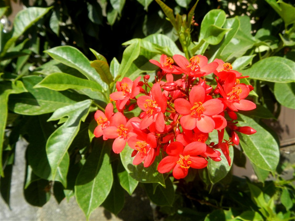 Close-ups of Hibiscus rosa-sinensis (Philippines) and Red flowers in the Philippines in  San Juan de Dios Village, Purok-7, Tambubong, San Rafael, Bulacan Barangay Tambubong 14°58'5"N 120°55'32"E Cain