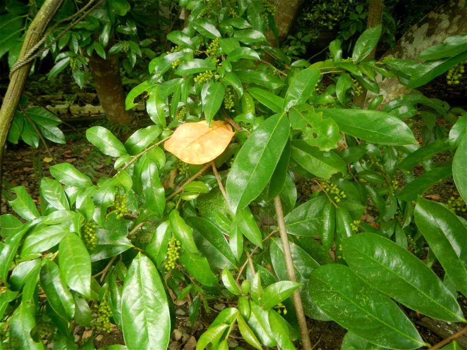 Aven Nature Farm Artemio G. Veneracion President of ARaMP, Inc. in Barangay Santa Barbara, 14°56'21"N 120°53'25"E Baliuag, Bulacan, Bulacan (Note: Judge Florentino Floro, the owner, to repeat, Donor F