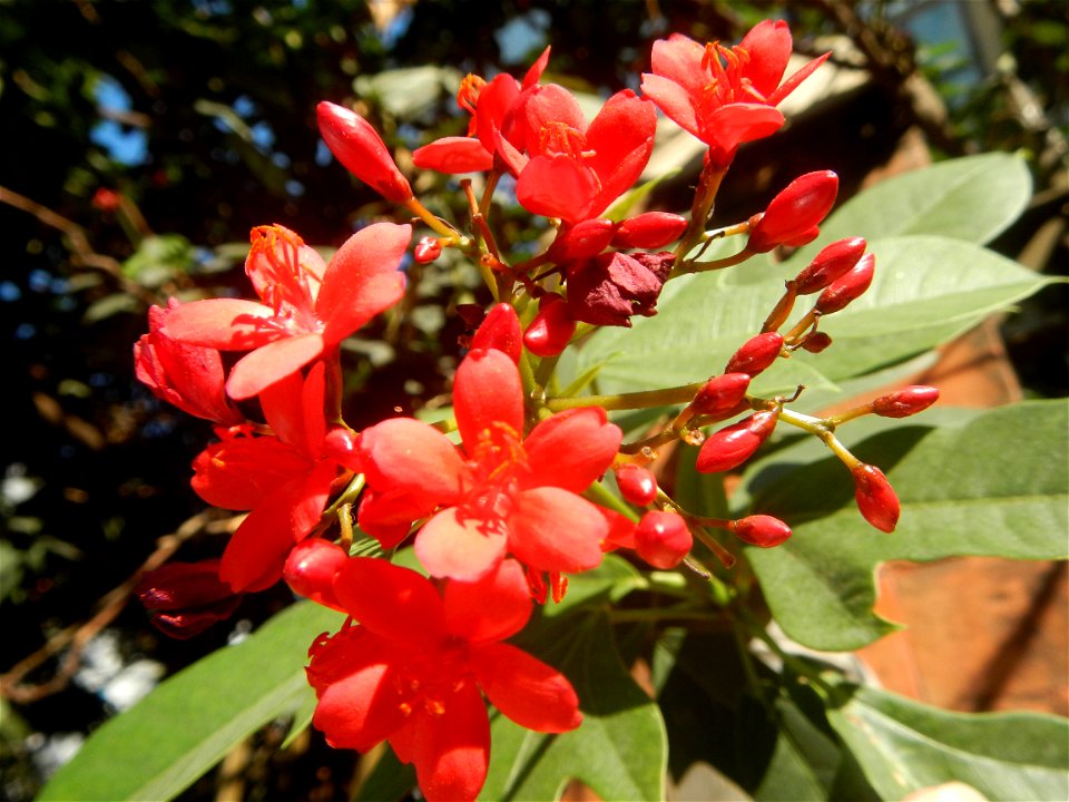 Family Euphorbiaceae Shanghai beauty Jatropha integerrima Jacq. Fiddlehead Jatropha Qin ye ying  in Barangay Pitogo, Makati City (Note: Judge Florentino Floro, the owner, to repeat, Donor Florentino F