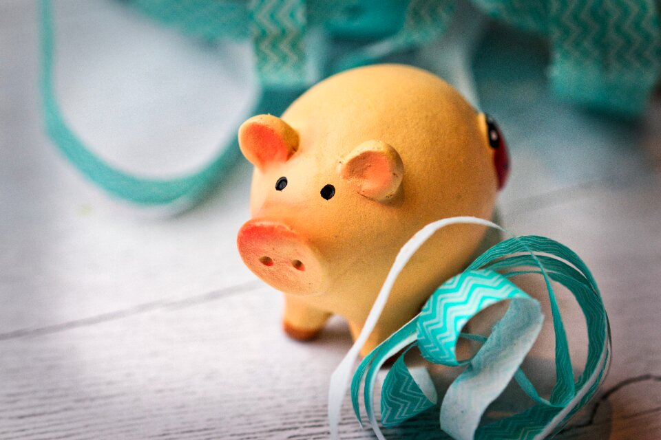 Pig new year's day piglet