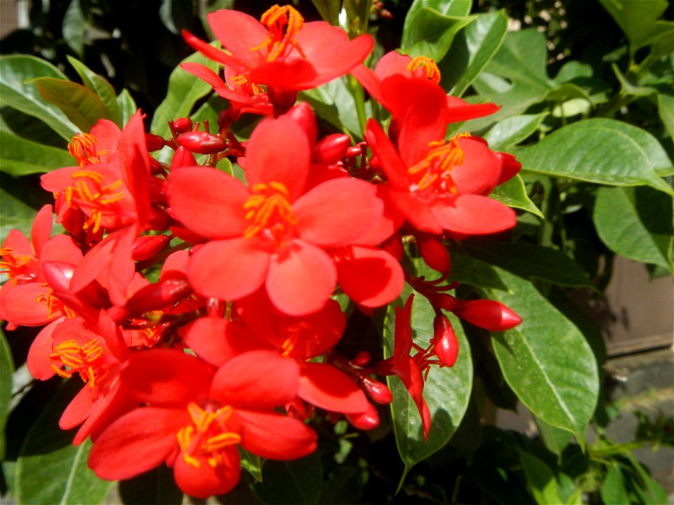 Close-ups of Hibiscus rosa-sinensis (Philippines) and Red flowers in the Philippines in  San Juan de Dios Village, Purok-7, Tambubong, San Rafael, Bulacan Barangay Tambubong 14°58'5"N 120°55'32"E Cain