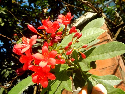Family Euphorbiaceae Shanghai beauty Jatropha integerrima Jacq. Fiddlehead Jatropha Qin ye ying  in Barangay Pitogo, Makati City (Note: Judge Florentino Floro, the owner, to repeat, Donor Florentino F