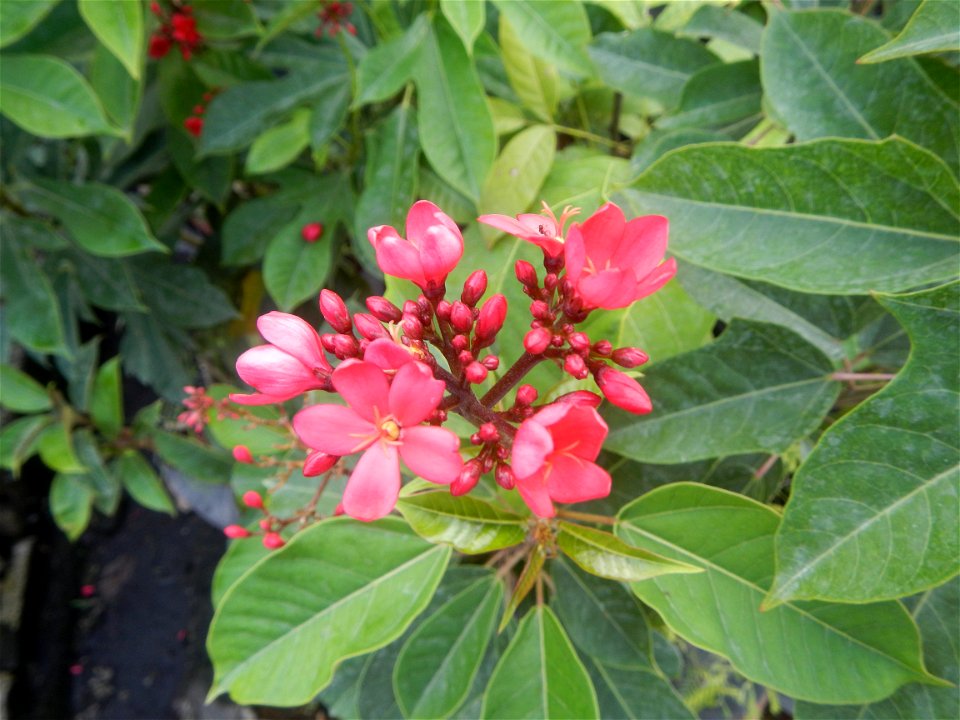Family Euphorbiaceae Shanghai beauty Jatropha integerrima Jacq. Fiddlehead Jatropha Qin ye ying  in the Garden City of Guiguinto, Bulacan Barangay Santa Cruz 14°50'33"N  120°52'13"E Guiguinto, Bulacan
