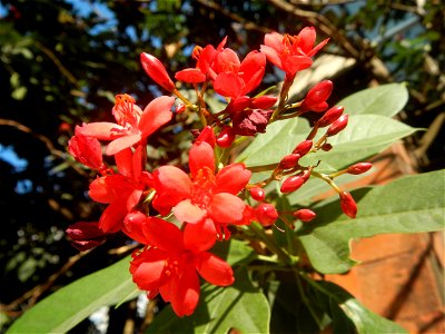 Family Euphorbiaceae Shanghai beauty Jatropha integerrima Jacq. Fiddlehead Jatropha Qin ye ying  in Barangay Pitogo, Makati City (Note: Judge Florentino Floro, the owner, to repeat, Donor Florentino F