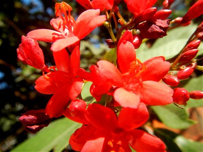 Family Euphorbiaceae Shanghai beauty Jatropha integerrima Jacq. Fiddlehead Jatropha Qin ye ying  in Barangay Pitogo, Makati City (Note: Judge Florentino Floro, the owner, to repeat, Donor Florentino F